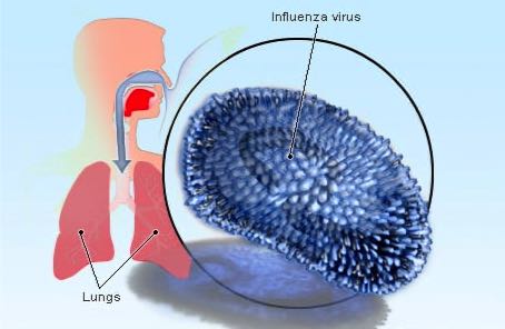 influenza virus